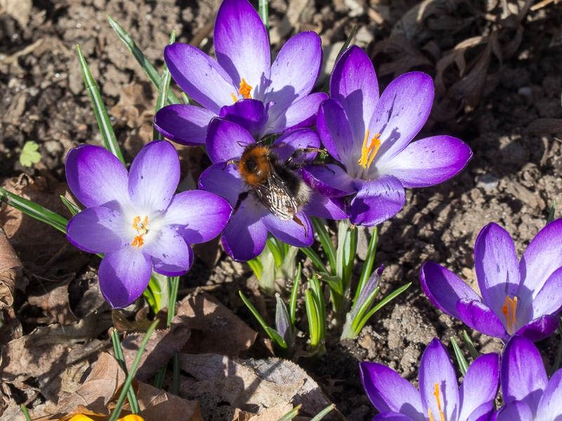 Hummel auf Nahrungssuche in Krokussen