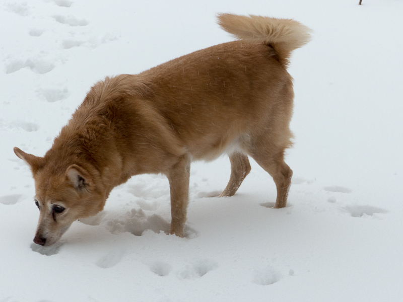 Grace im Schnee