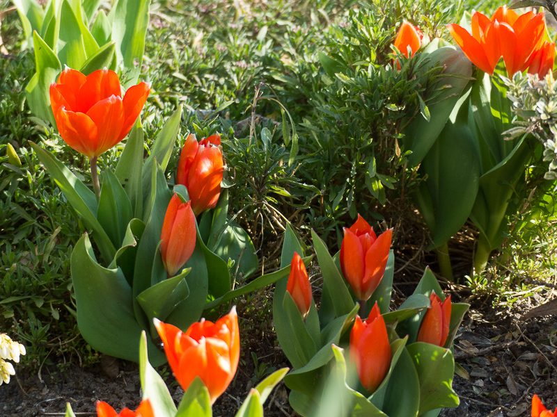 Tulpen