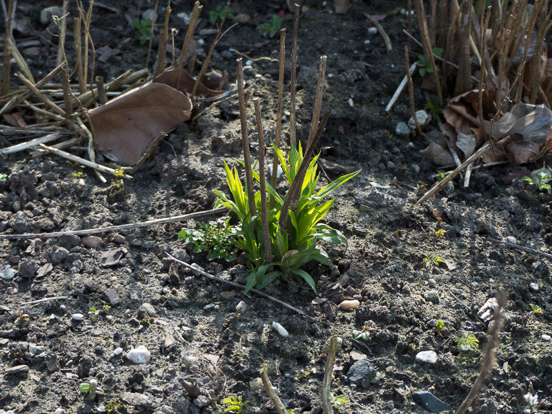 Phlox