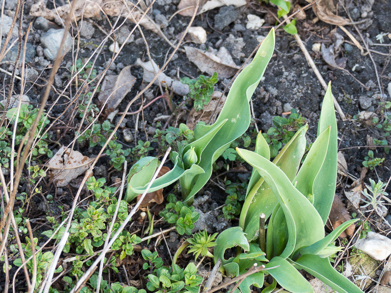 Tulpen