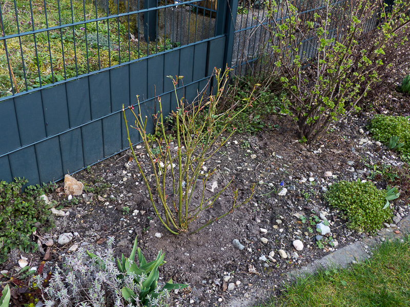 Rose Tottering by Gently