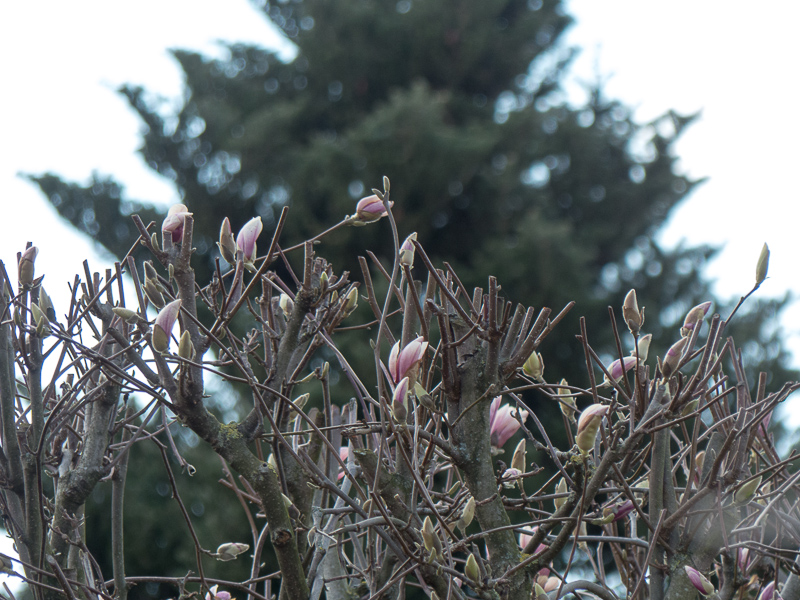 Magnolie im Nachbargarten