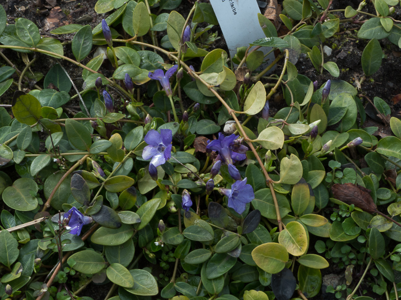 Vinca minor - Kleines Immergrün