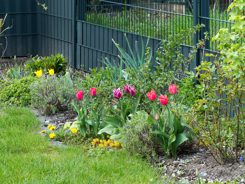 Tulpenblüte