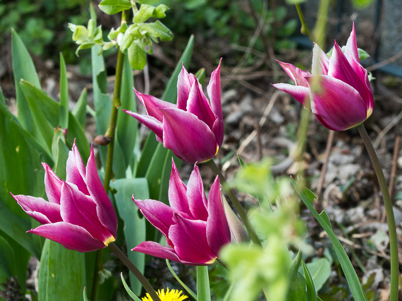 Tulpen