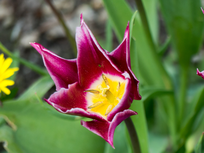 Tulpenblüte