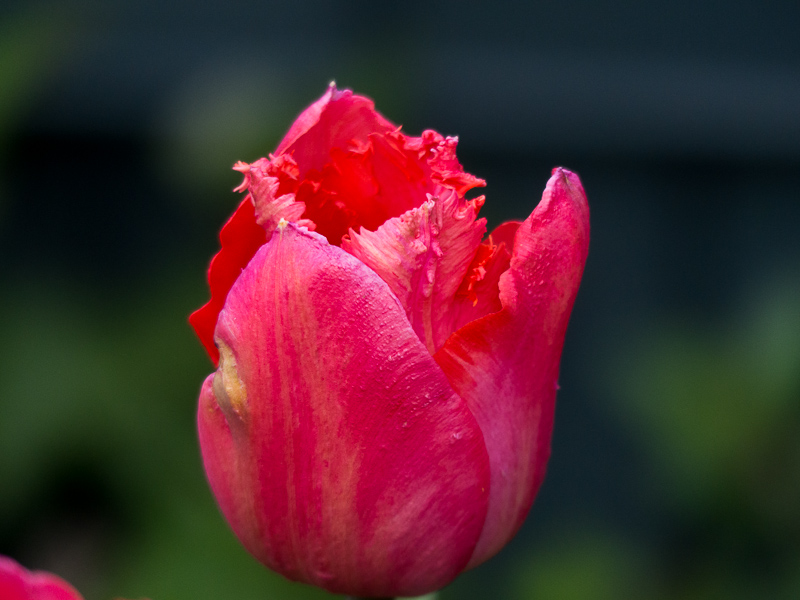 Tulpe