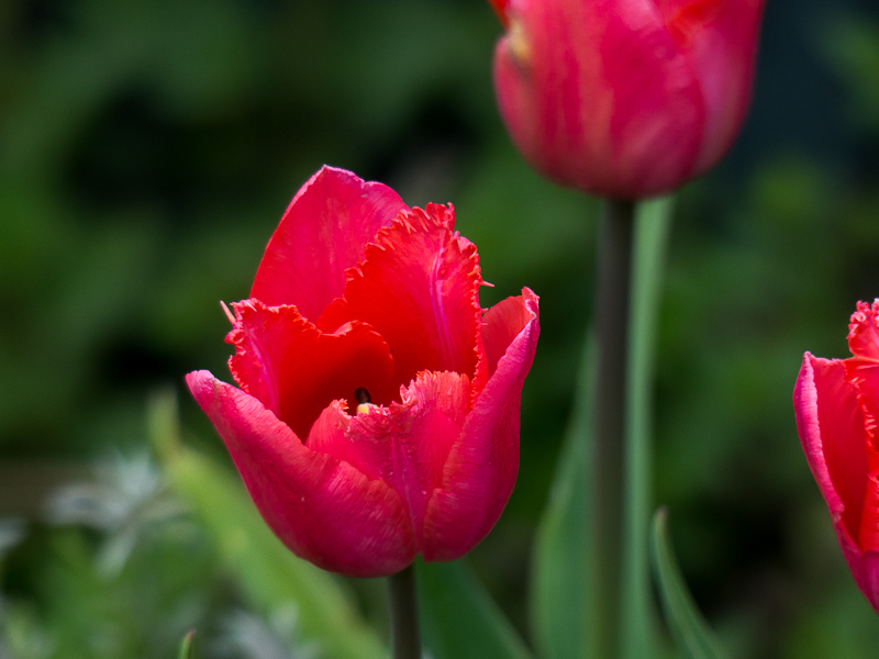 Tulpenblüte