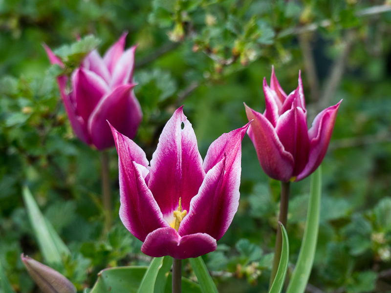 Tulpen