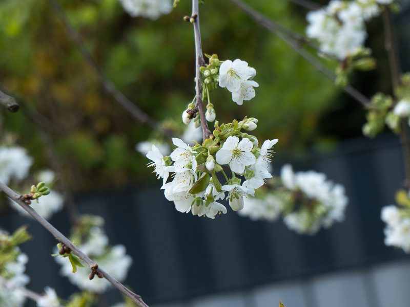 Kirschblüte