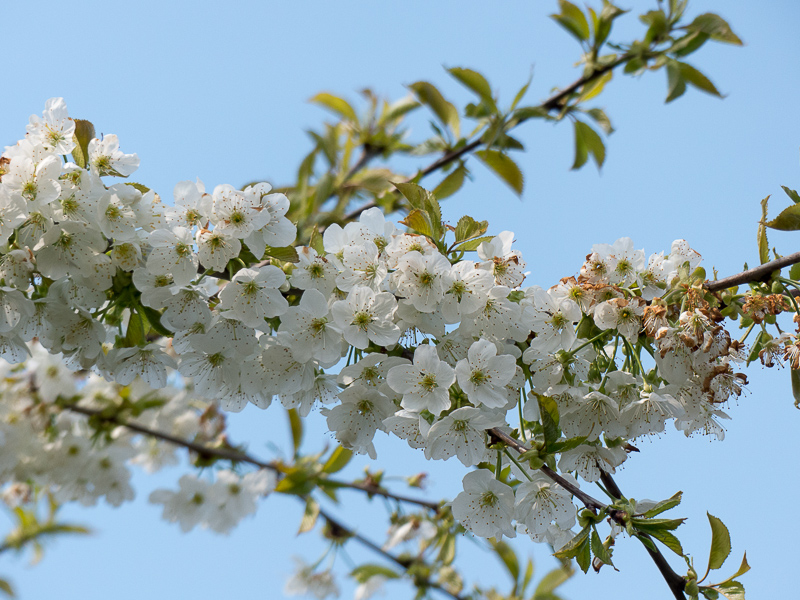 Kirschblüte