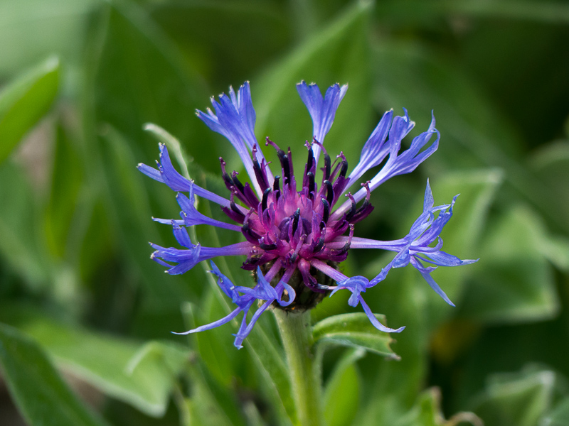 Bergflockenblume