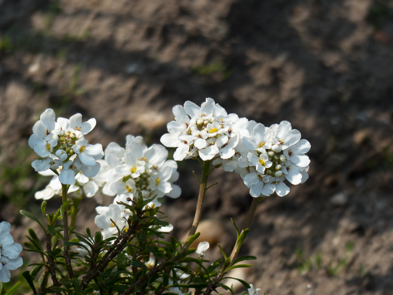 Schleifenblume