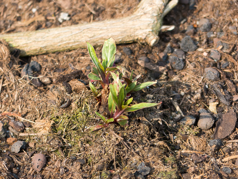 Oenothera macrocarpa