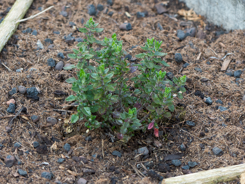 Teucrium x lucidrys, veg.