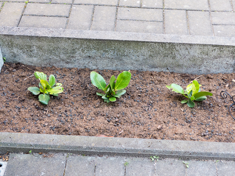 Bergenia cordifolia