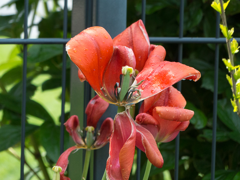 Verblühte Tulpe