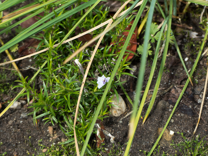 Teppichphlox Bavaria