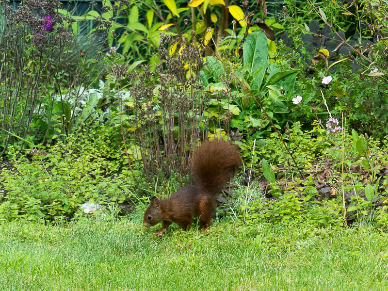 Eichhörnchen