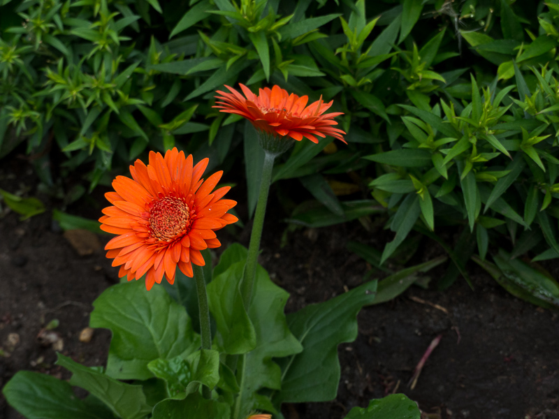 Gerbera als Farbtupfer