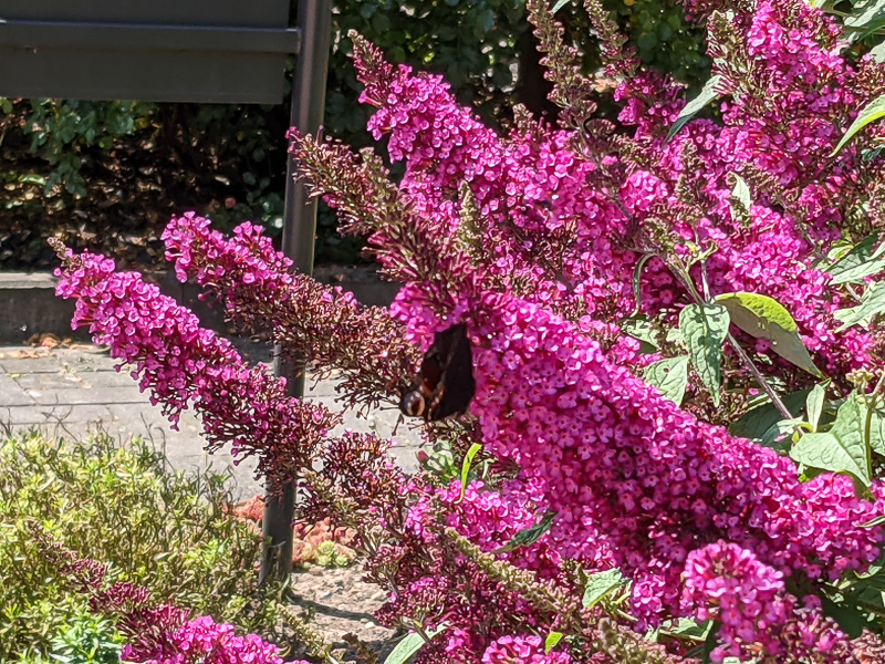 Schmetterling auf Sommerflieder