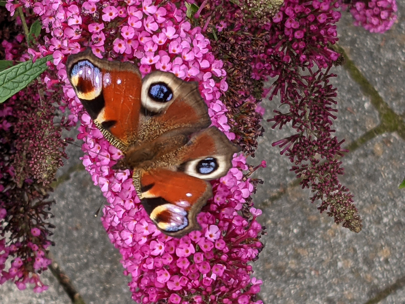 Schmetterling auf Sommerflieder