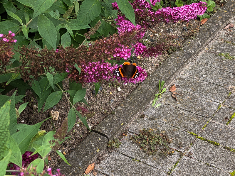 Schmetterling auf Sommerflieder