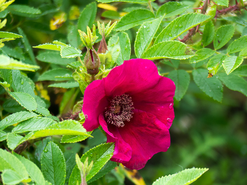 Rose Strandperle Norderney