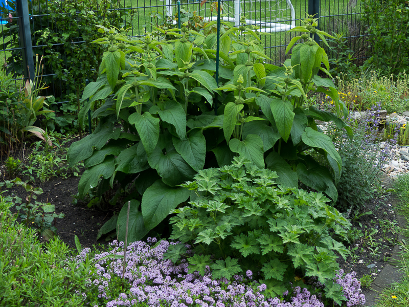 Thymian, Storchschnabel Geranium Rozanne, Brandkraut Phlomis russeliana