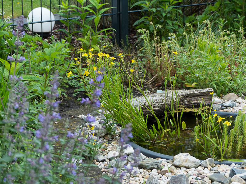 Teich und Terrassenbeet 1