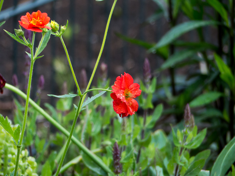 Nelkenwurz Geum x cult. Rot