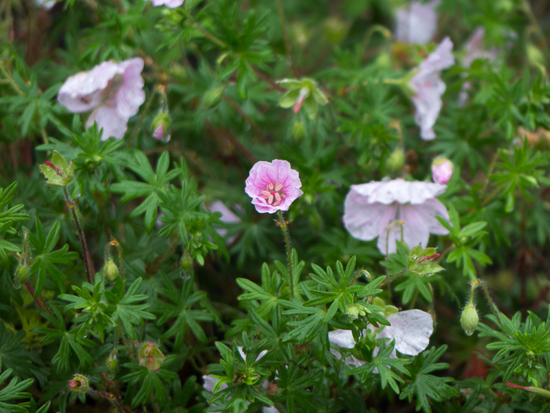 Geranium