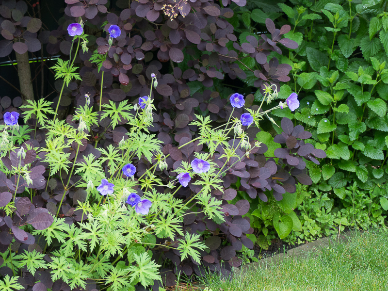 Geranium