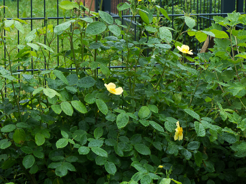 Rose Tottering by Gently