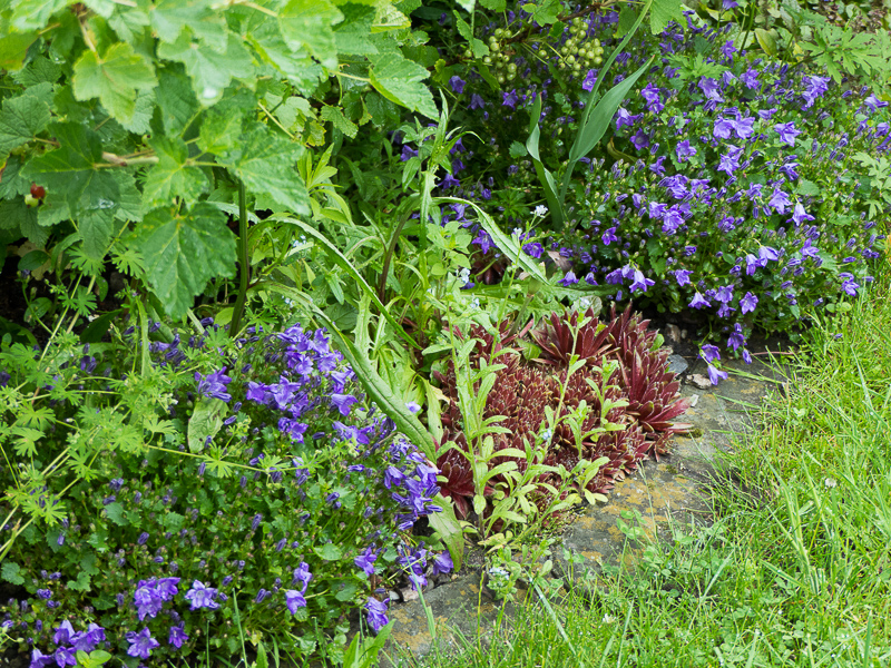 Glockenblumen und Hauswurz