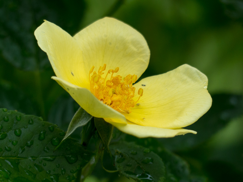 Rose Tottering by Gently