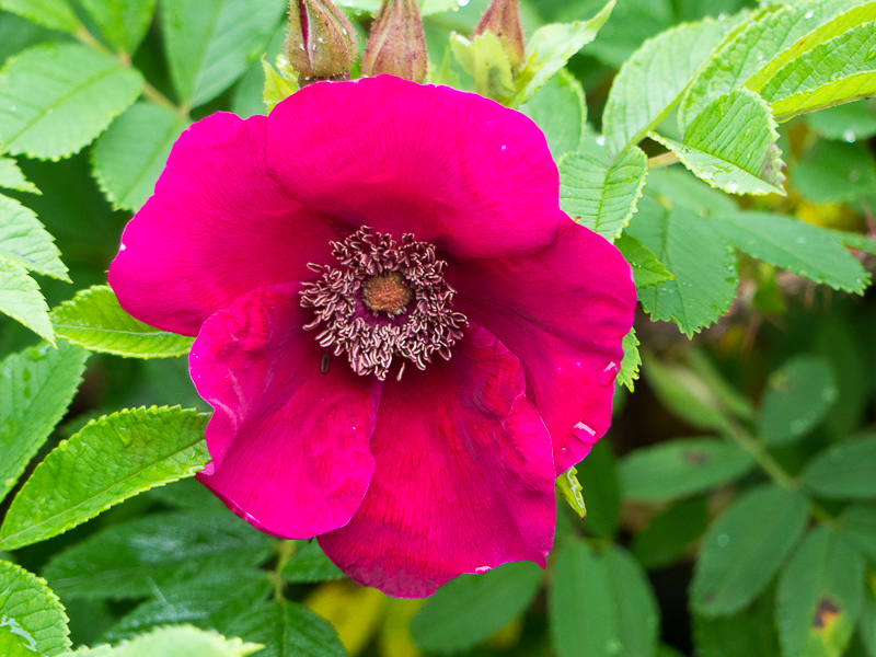 Rose Strandperle Norderney