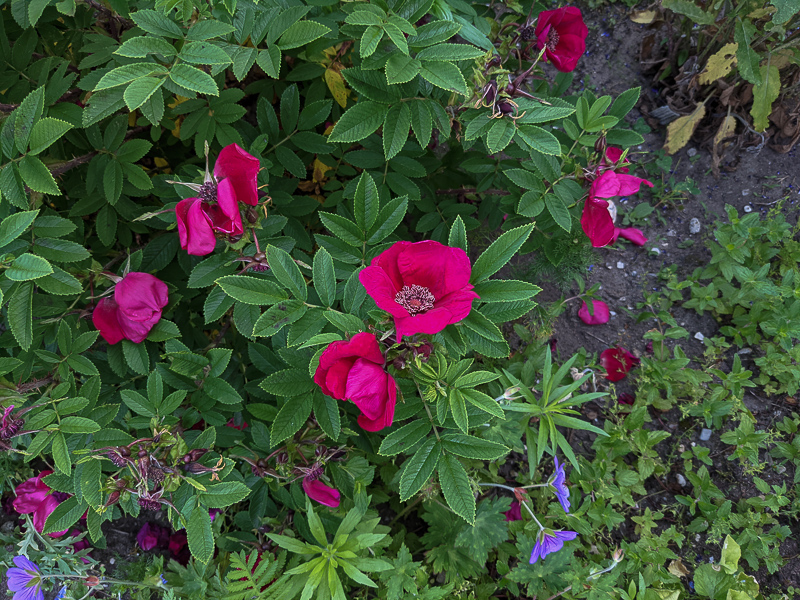 Rose Strandperle Norderney