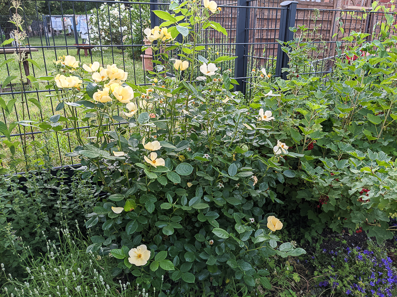 Rose Tottering by Gently