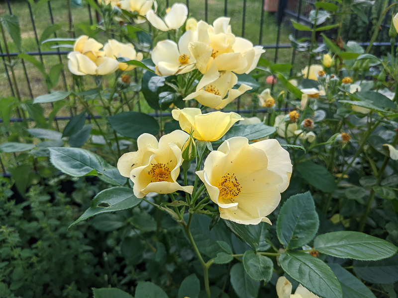 Rose Tottering by Gently