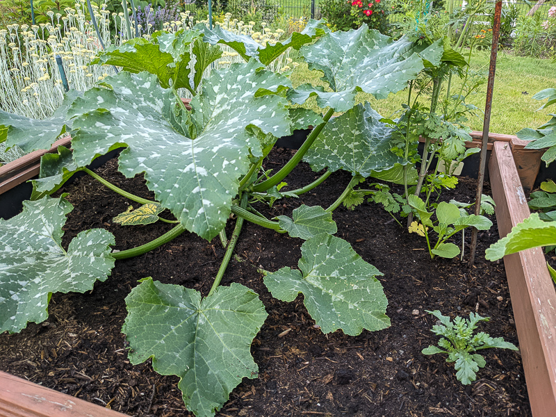 Zuccini im Hochbeet