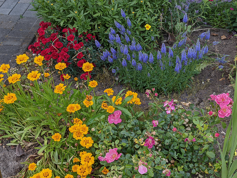 Es ist bunt im Vorgarten (Juni 2021)