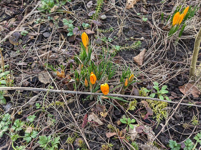 Die ersten Krokusse