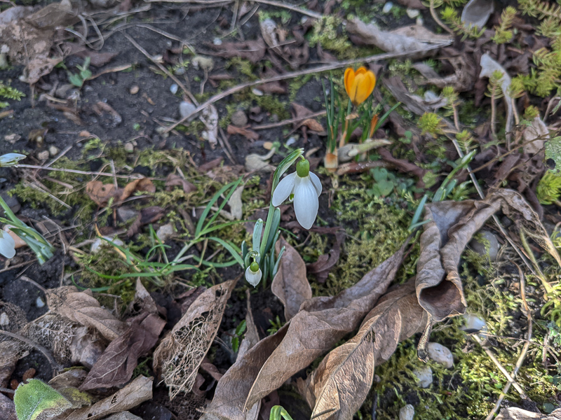 Schneeglöckchen und Krokus