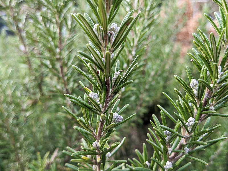 Knospen am Rosmarin