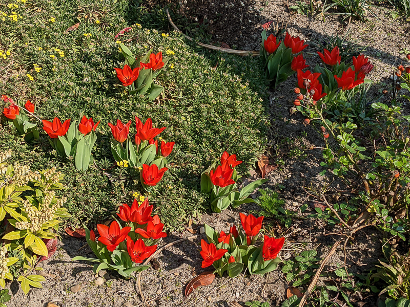 Tulpen