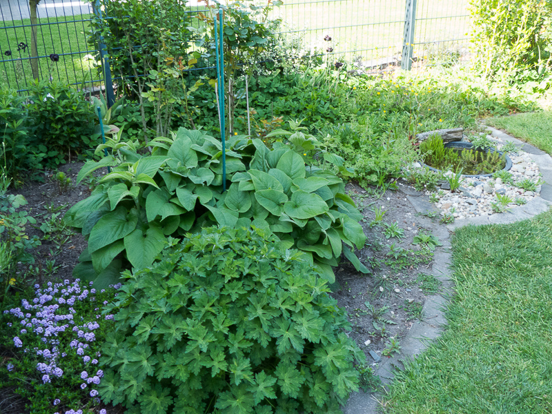 Terrassenbeet mit Thymian, Storchschnabel und Brandkraut