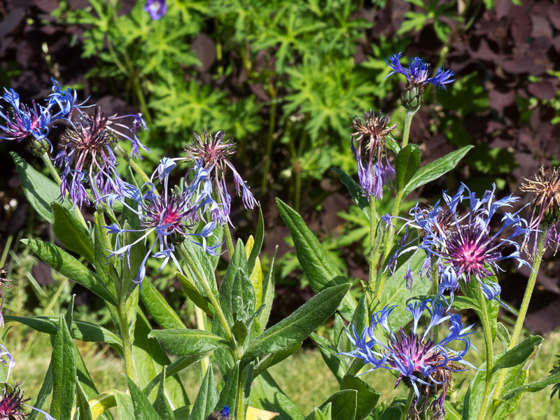 Bergflockenblume