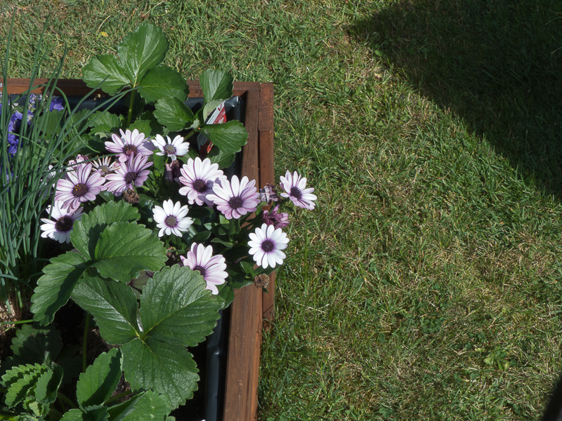 Margerite in Erdbeeren